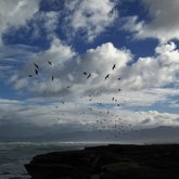 Birds hanging in the Wind